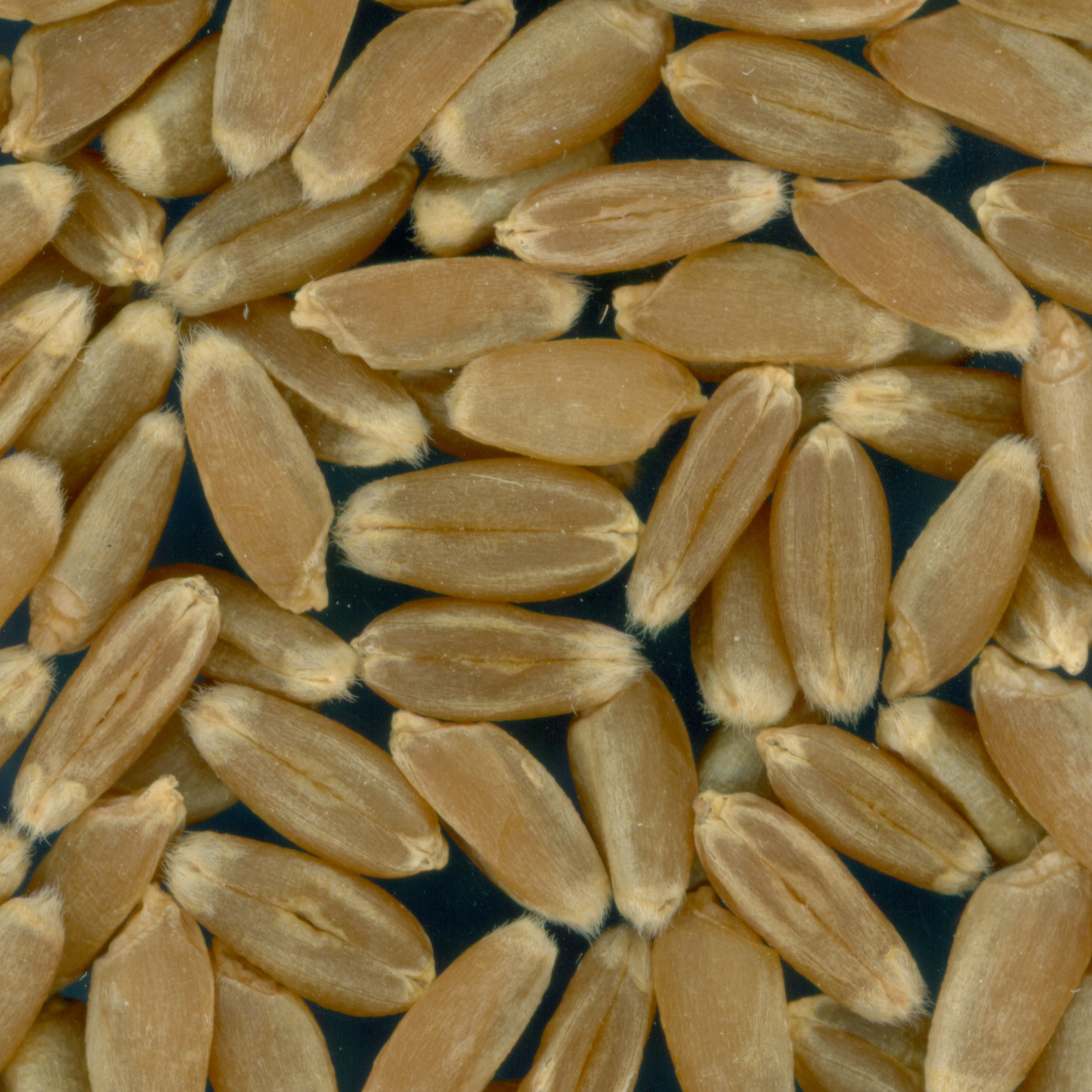 KERNELS